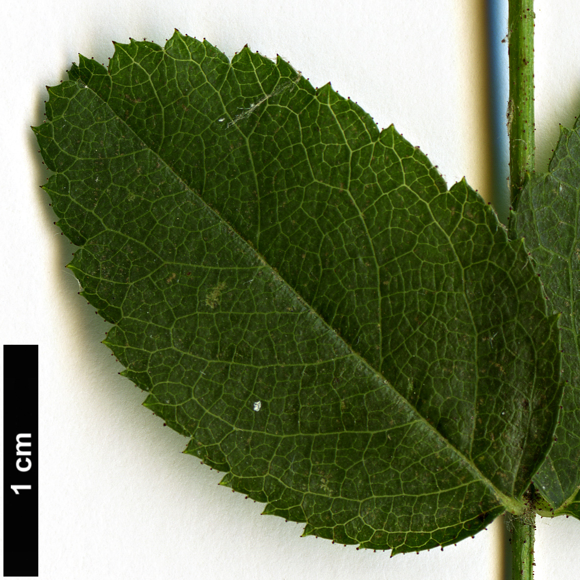 High resolution image: Family: Rosaceae - Genus: Rosa - Taxon: gallica